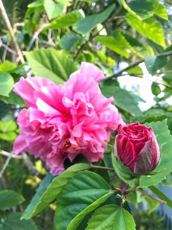 double-hibiscus1
