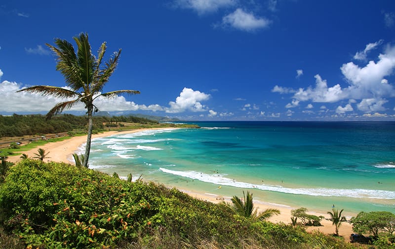 Kauai Hawaii Pacific ocean palm tree beach scenic